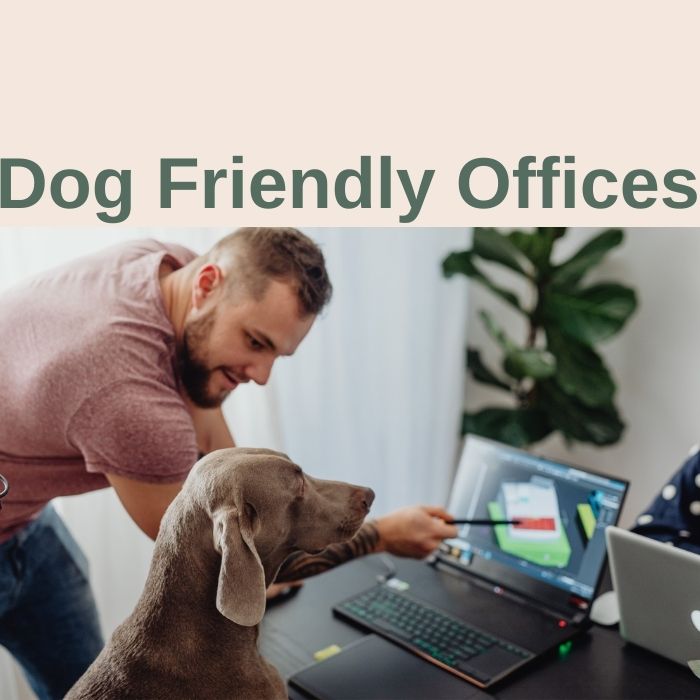 dog friendly offices