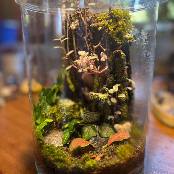 הדר יולי Reflections