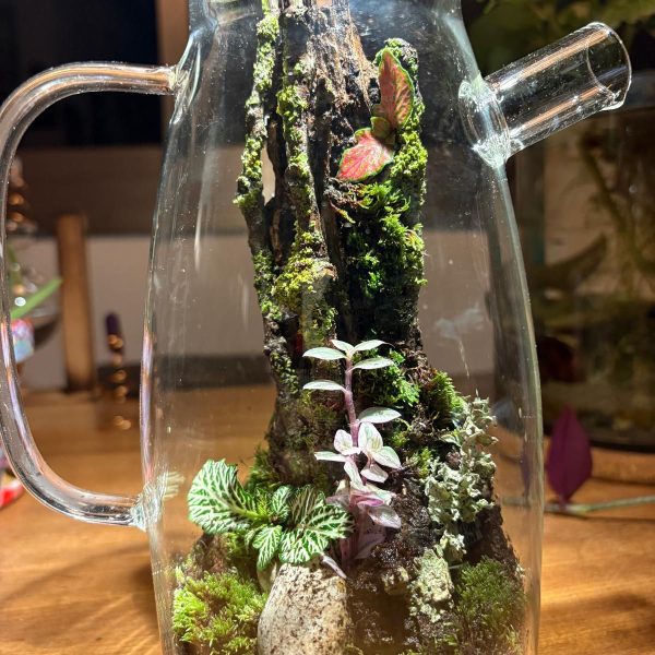 הדר יולי Reflections